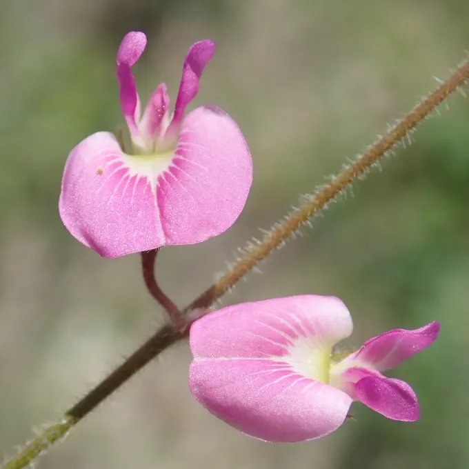 Tephrosia lupinifolia