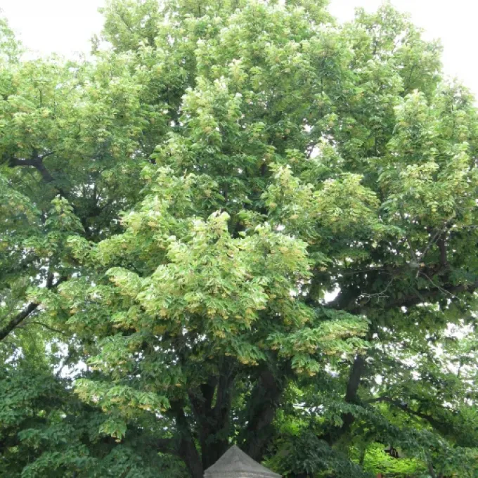 Miquel's Linden
