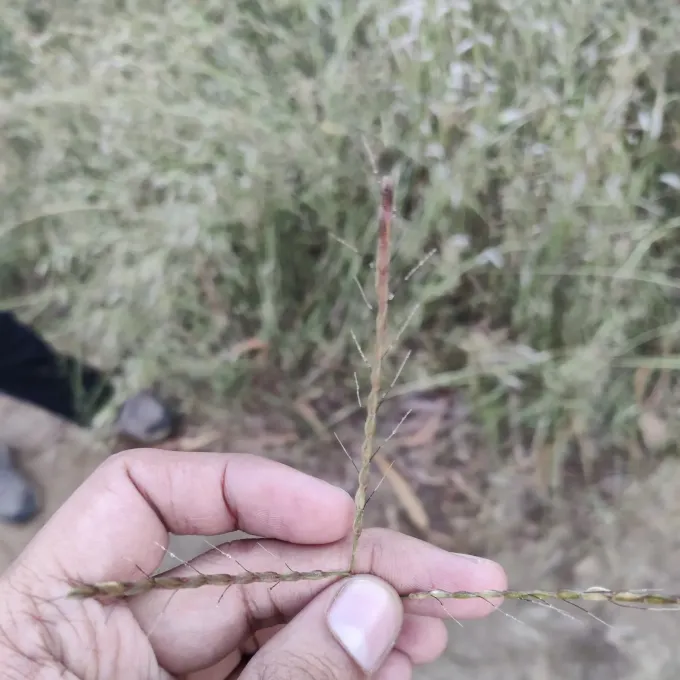 Thelepogon elegans