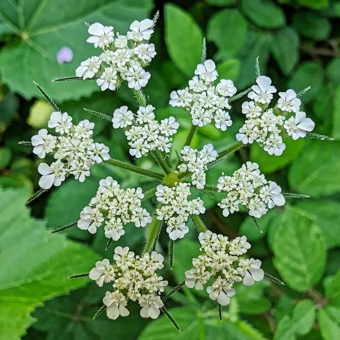 Hartswort