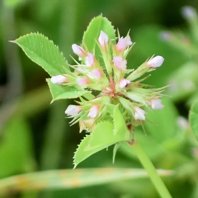 Clustered clover