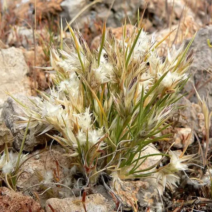Red fluffgrass