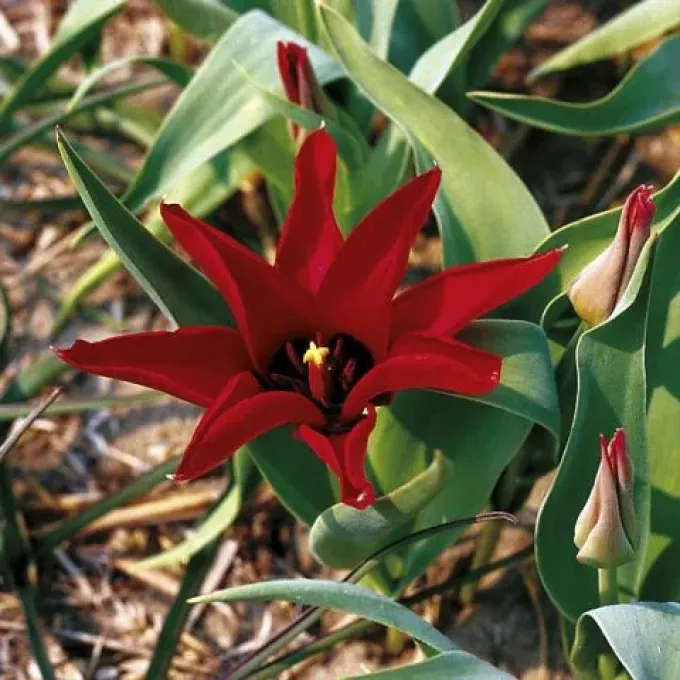 Huge tulip