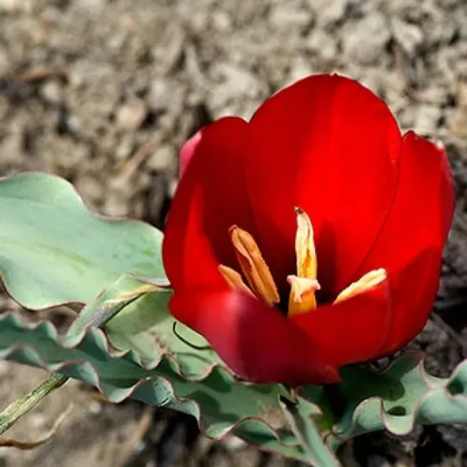 Mountain tulip