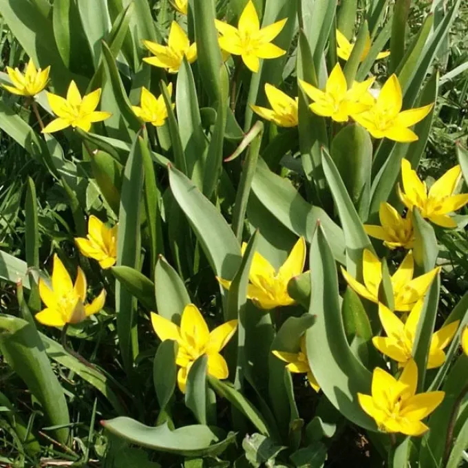 Urumieh tulip