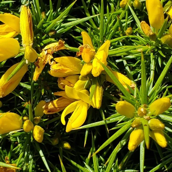 Western gorse