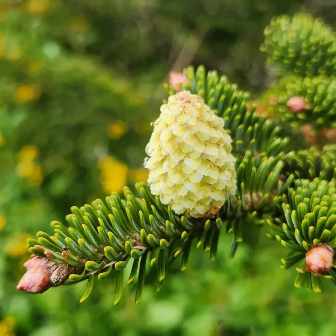 Fraser fir