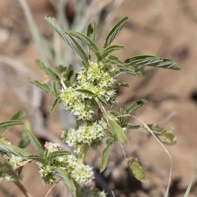 Mitchell's amaranth