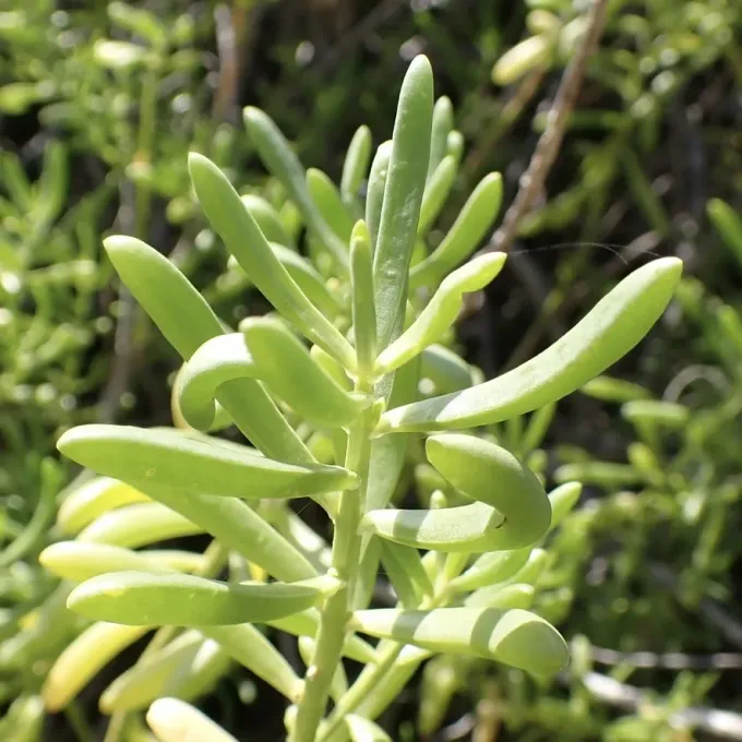 Saltwort