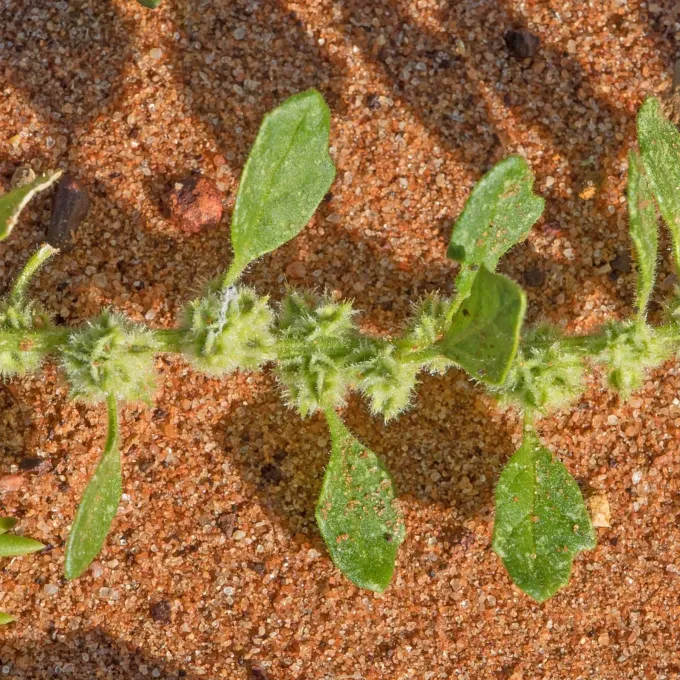 Dysphania cristata