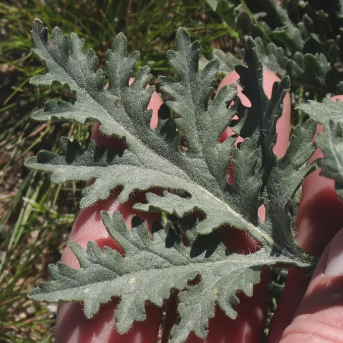 Ambrosia acanthicarpa
