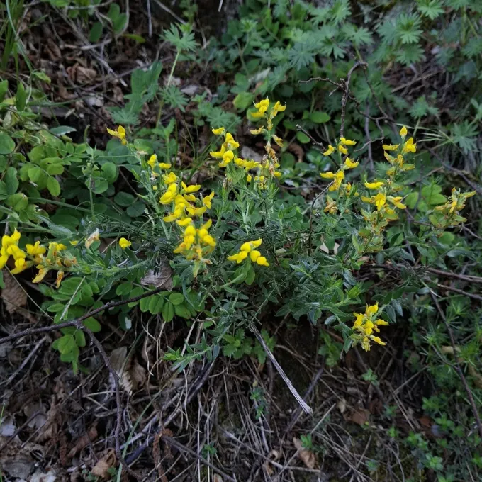 German greenweed