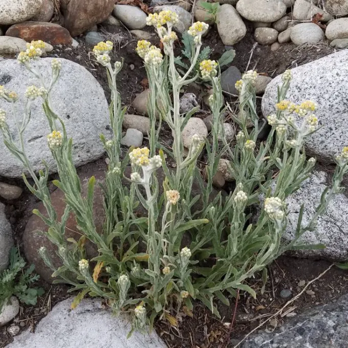 Chilean cudweed