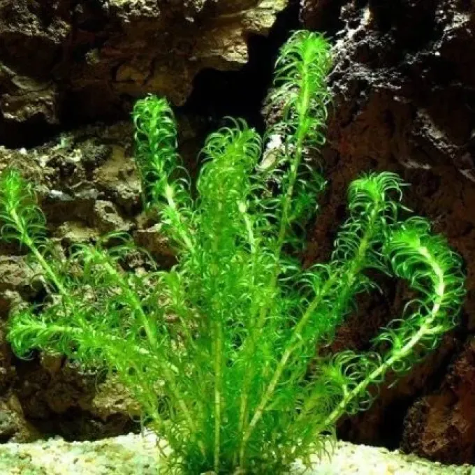Lagarosiphon muscoides