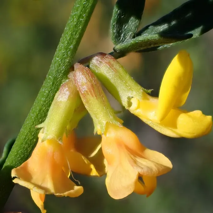 Deerweed