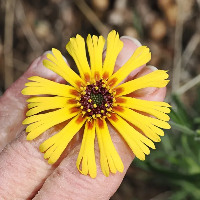 Elegant tarweed