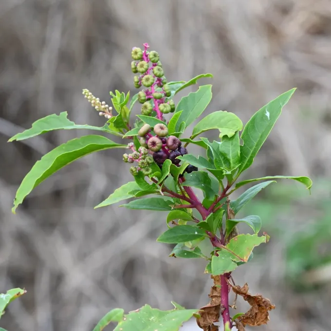 Phytolacca rigida
