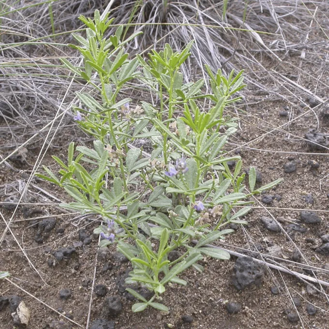 Psoralea lanceolata
