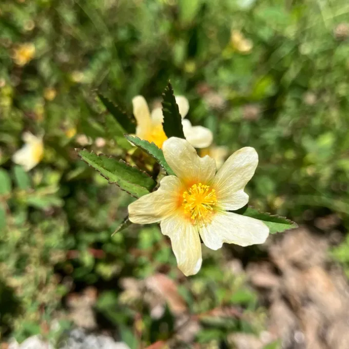 Sida ulmifolia