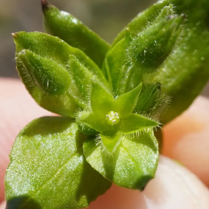 Lesser chickweed