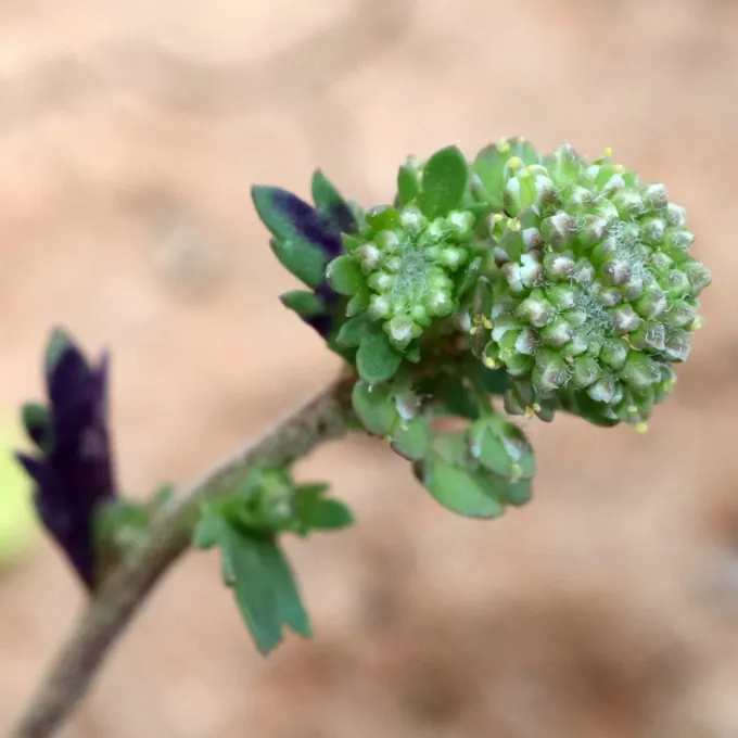 Lepidium oblongum