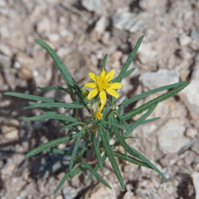Pectis papposa