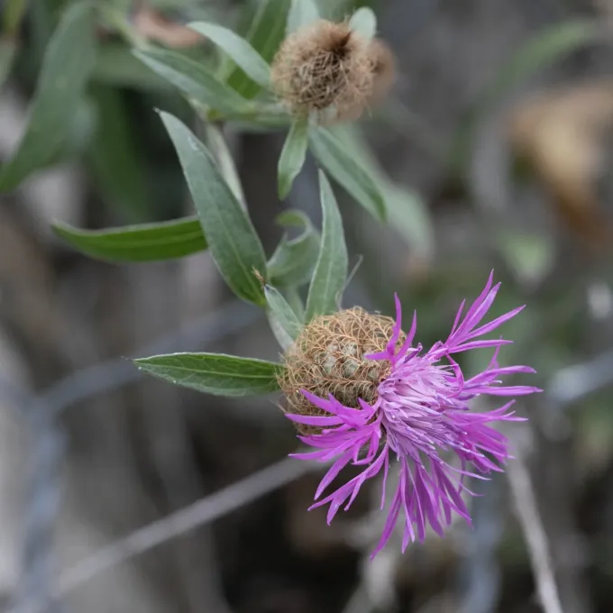 Rhaetian knapweed