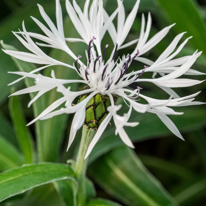 White knapweed