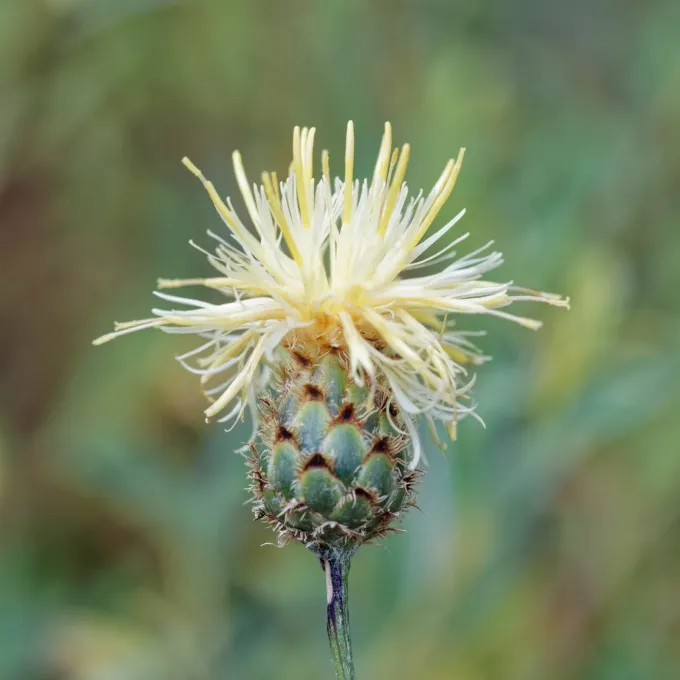 Two-colored knapweed