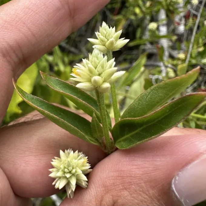Alternanthera flavescens