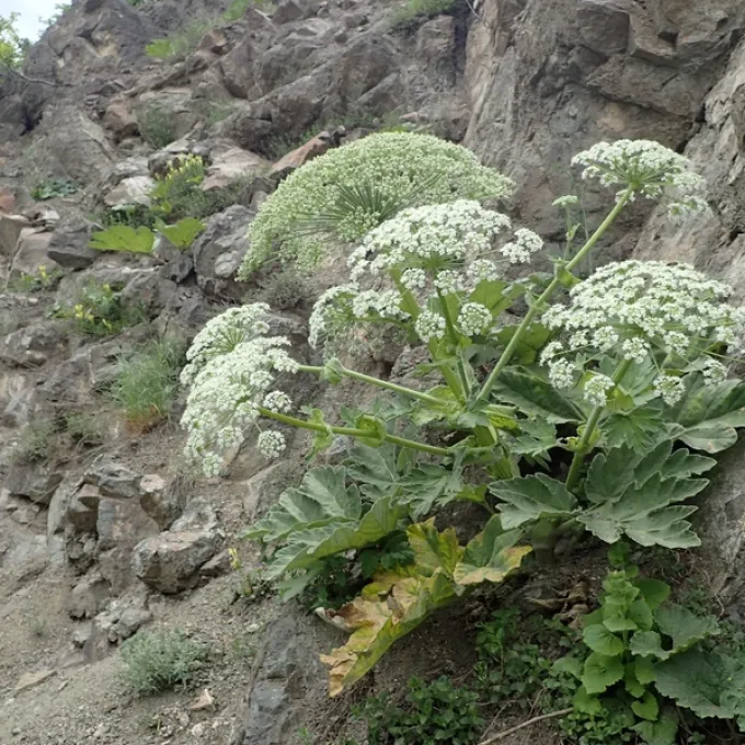 Heracleum antasiaticum
