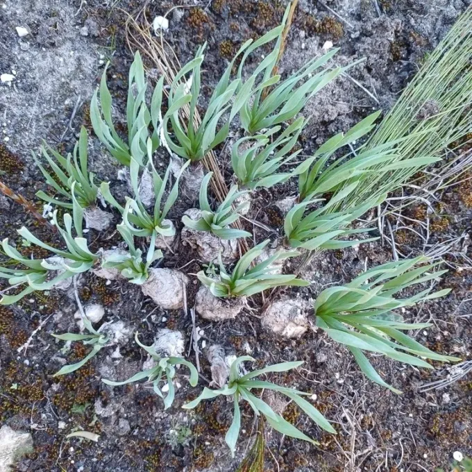 Urginea pusilla