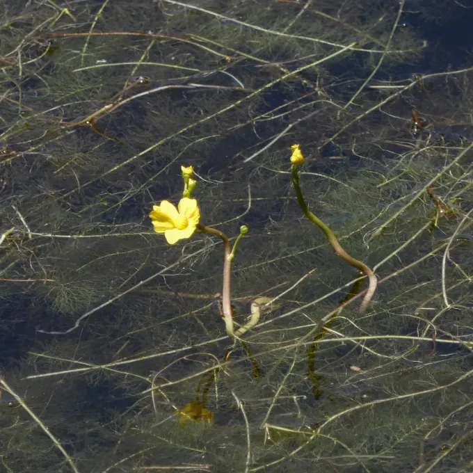 Florida bladderwort
