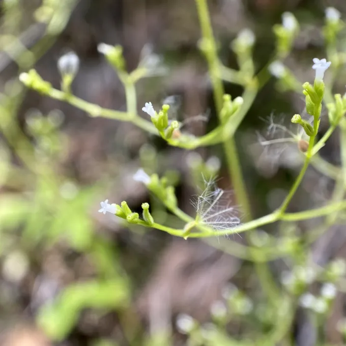 Валеріана горобинолиста