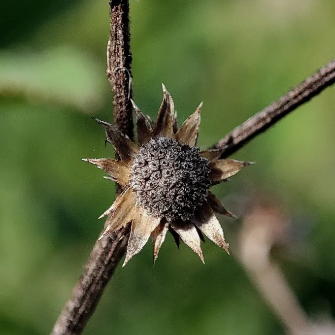 Vernonanthura brasiliana