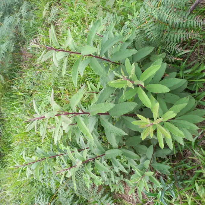 Vernonanthura westiniana