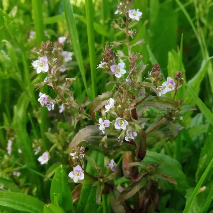 Pink water speedwell