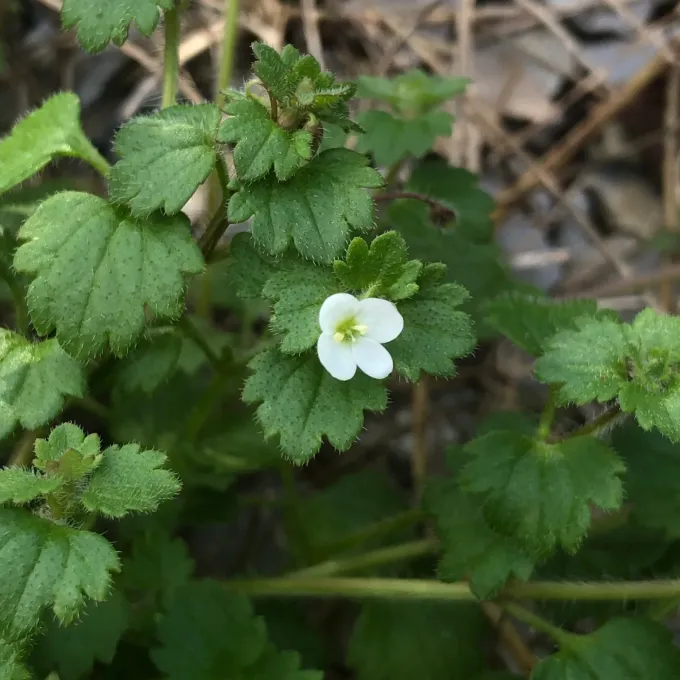 Ivy-leaved speedwell