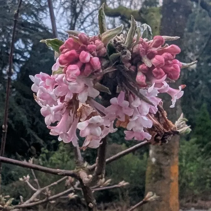 Fragrant viburnum