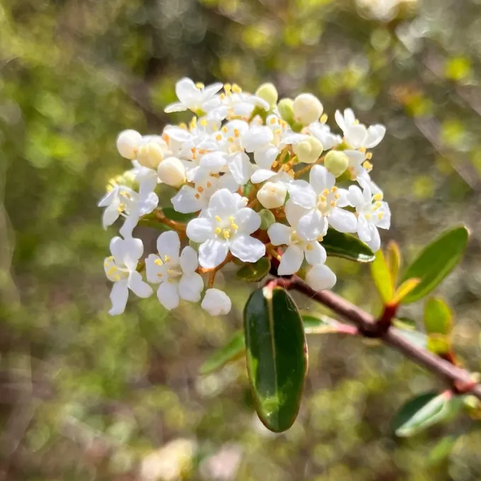 Small-leaf viburnum