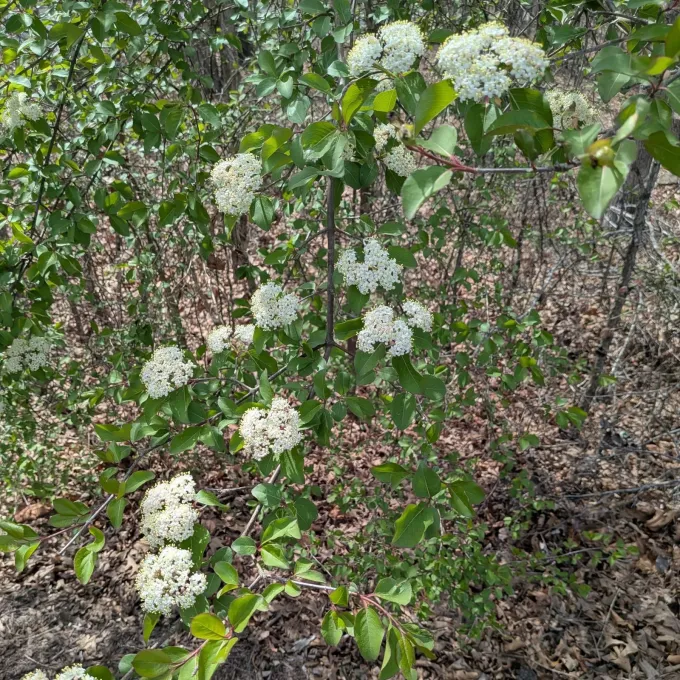 Blackhaw