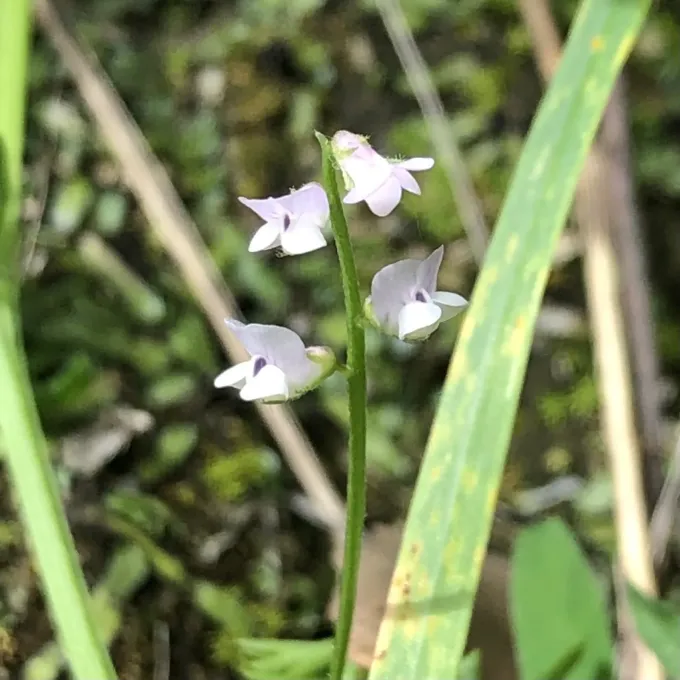 Two-seeded vetch