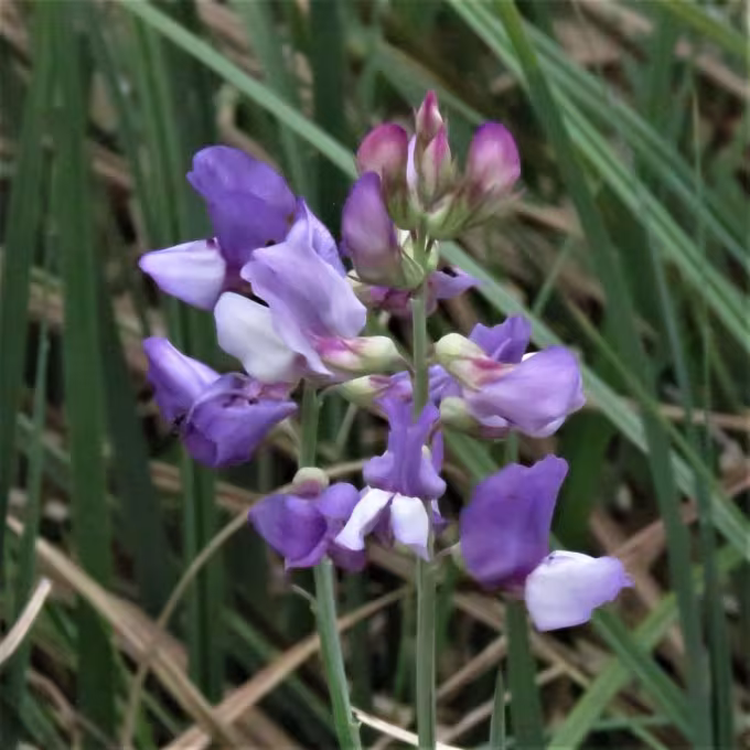 Vicia graminea