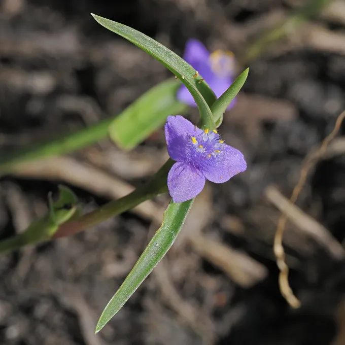 Cyanotis axillaris