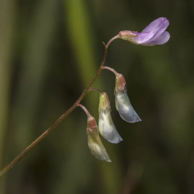 Fine vetch