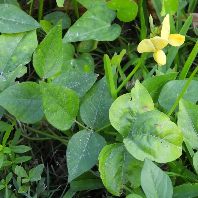 Vigna repens