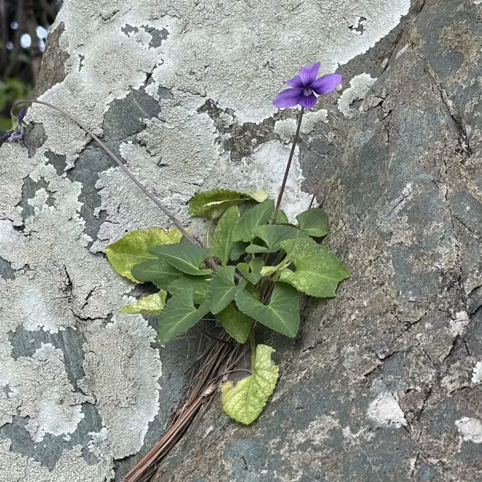 Viola stenocentra