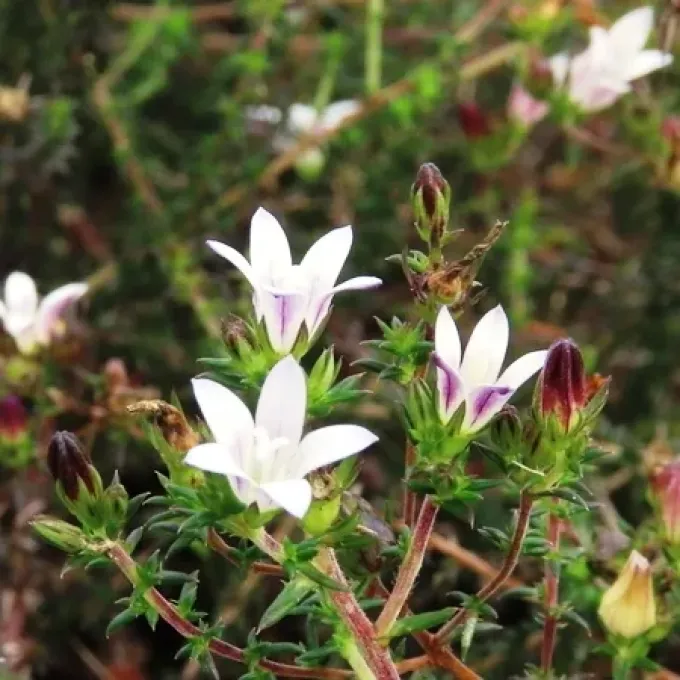 Wahlenbergia stellarioides