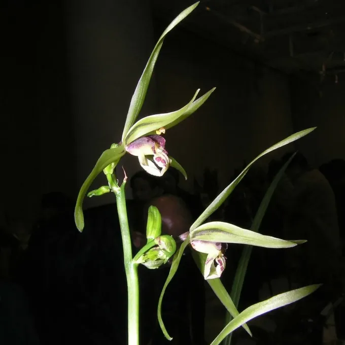 Cymbidium kanran