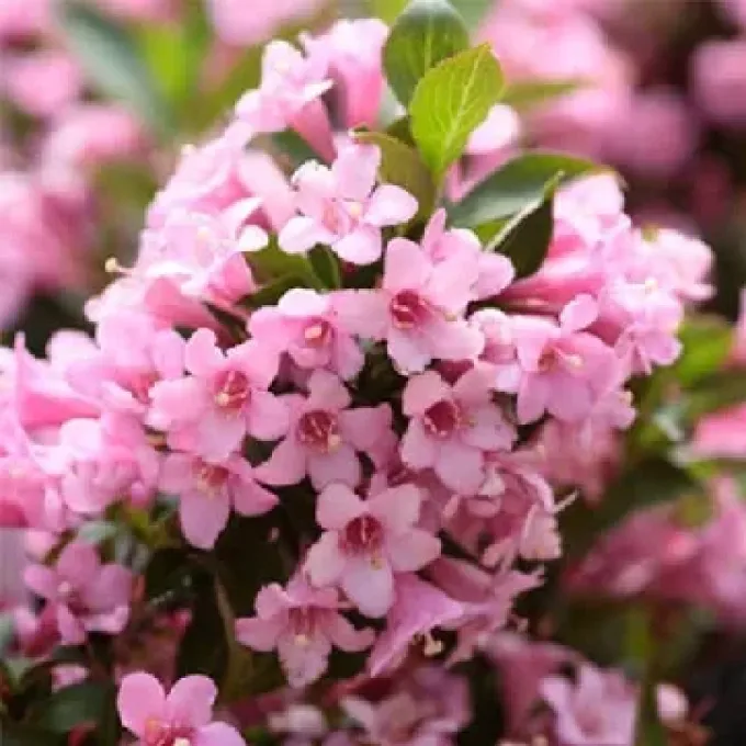 Weigela japonica